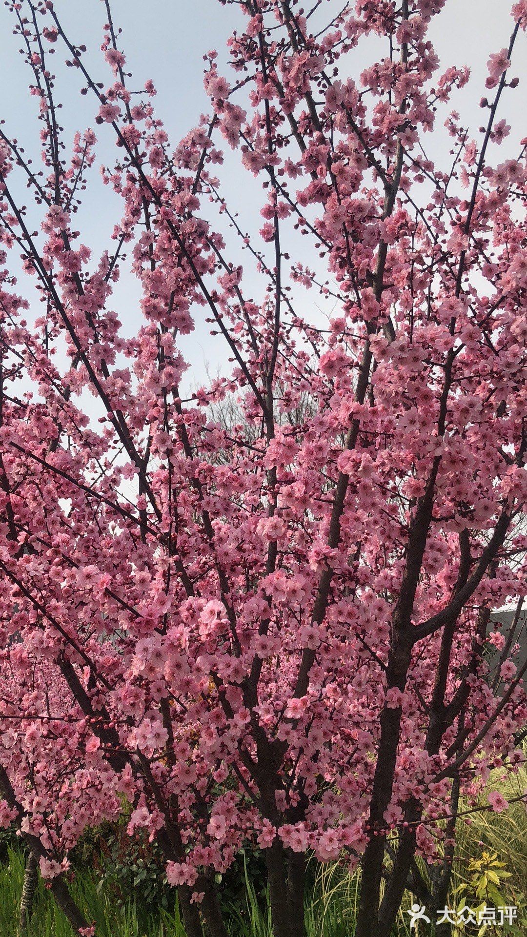 春暖花开地址_春暖花开花园价格_花开春暖评论贴吧