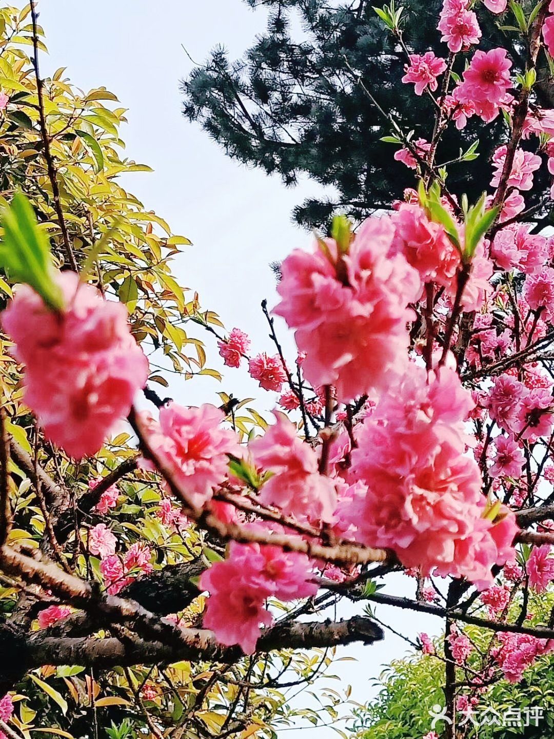 春暖花开花园价格_春暖花开地址_花开春暖评论贴吧